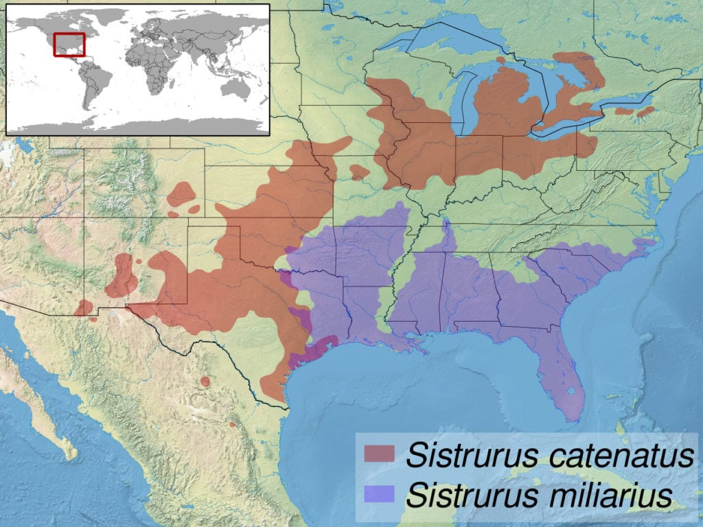 The 13 Types Of Rattlesnakes In Arizona: Facts And Pictures pertaining to Map of Where Rattlesnakes Live In USA