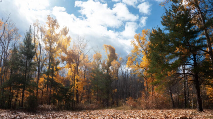 Thanksgiving Weather Forecast Snow Storm 2025 Thanksgiving Weather Forecast Snow Storm 2025